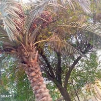 جكور شارع سيد كاظم • ٤٨٠م • على نهر