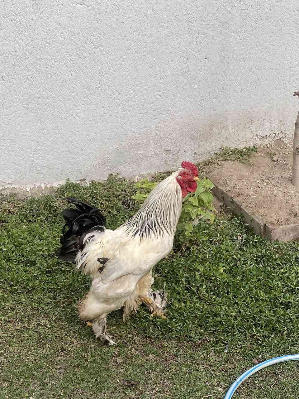 ديج اسباني مال زينه للبيع ب25


**إذا كنت صاحب هذا الإعلان وتريد حذفه لأي سبب، رجاءا أرسل رسالة إلى الدعم الفني**