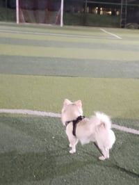 كلب لولو فوكس ضائع الي يلكا اله مكافئه 07755267682