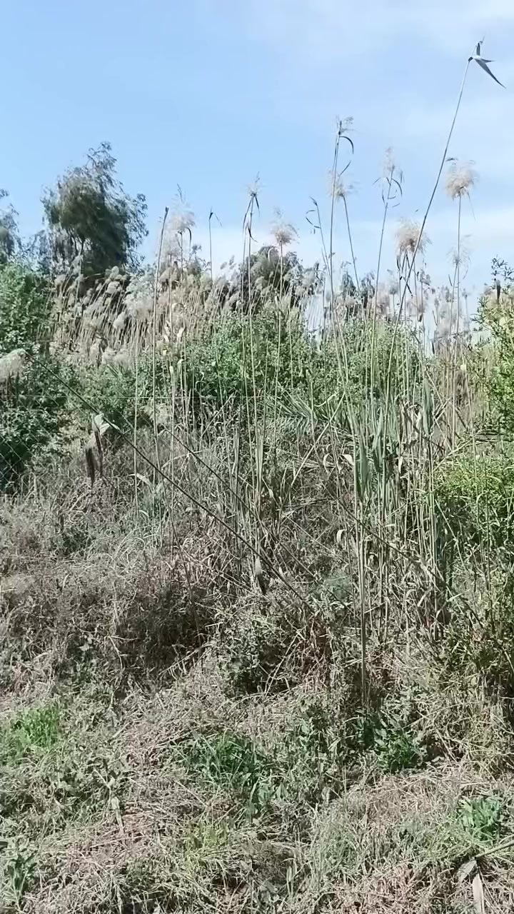 دونم وربع  لبيع ركن بضهر علوت الرشيد ***********
