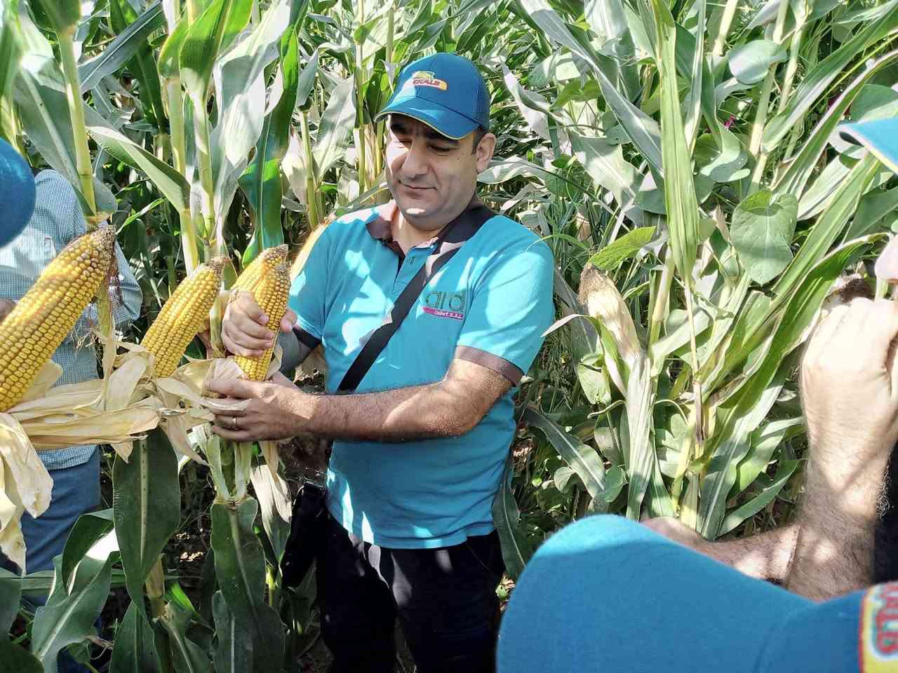 ولله الحمد 🤲
التجهيز مستمر لصنف اليوغوسلافي الزيتبي 707 🌽

تم تجهيز الفلاحين في:
📍 تركلان
📍 كوبري
📍 تازة
📍 داقوق
📍 وبعض قرى الحويجة

الحمد لله رب العالمين على هذا التوفيق 🌱

🔹 تجهيز وإشراف: مكتب المنزلة الزراعي
📍 كركوك – الحويجة

📞 أرقام الموبايل:
***********
0775364720

🚚 متوفر لدينا خدمة توصيل إلى جميع أنحاء العراق
