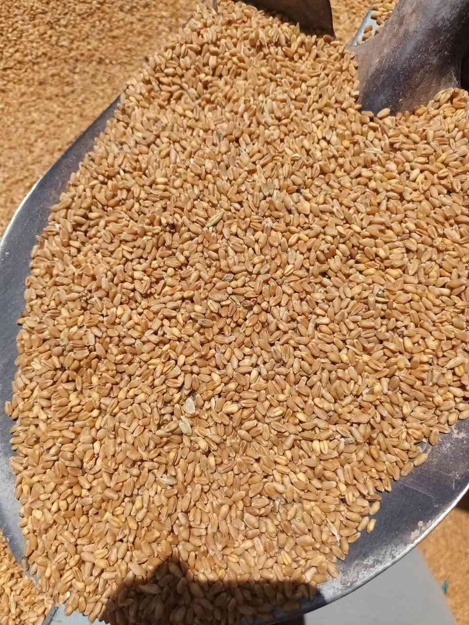 السلام عليكم موجود حنطه جيهان مقلفات مزروعه سنه وحده نضاف كلش لطن ب٧٠٠ ***********
