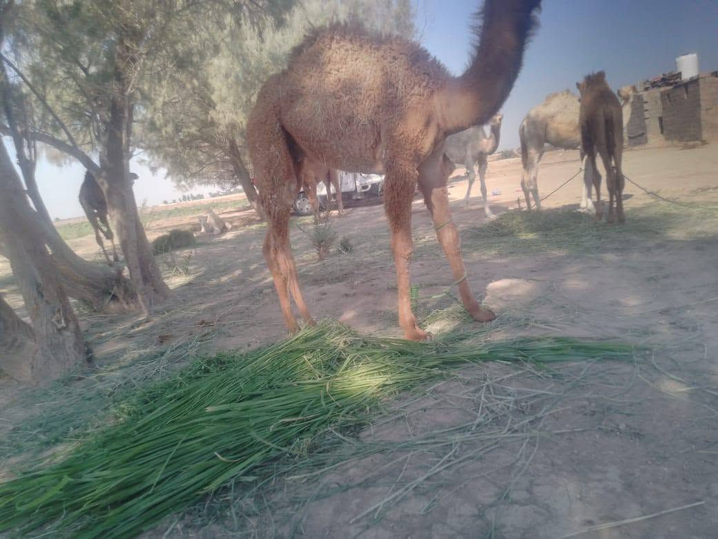 حيران للبيع عدد 6مكان الرفاعي ‏‪***********‬‏
