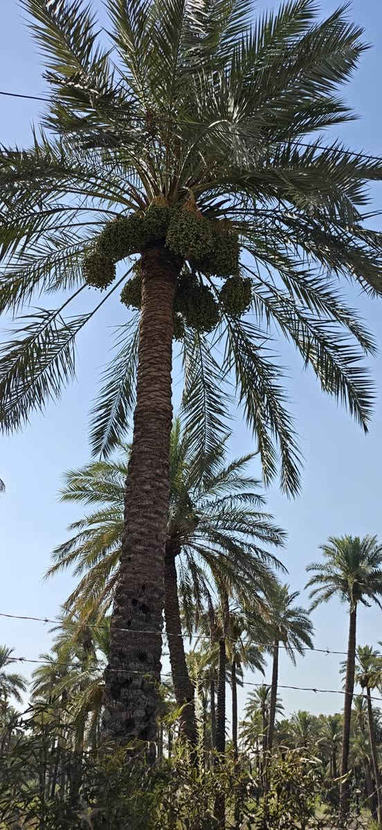 للبيع دونم طابو ملك صرف الواجهة 50والجزال 50 المكان الدوره البوعيثه مباشر عالشارع الاستفسار ***********
