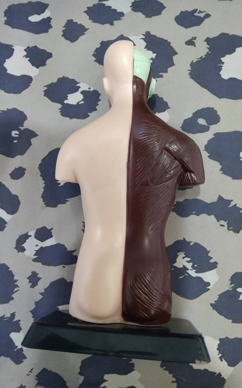 مجسم لجسم الإنسان قياس 25 سم سعره 15 الف


**إذا كنت صاحب هذا الإعلان وتريد حذفه لأي سبب، رجاءا أرسل رسالة إلى الدعم الفني**