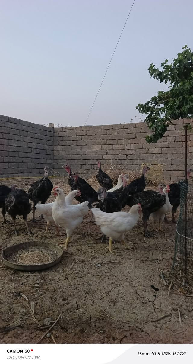 صواصي بصره عدد 14 تك 11تك فحوله 3 انثايات سعر زوج، 40الف الفحوله سعر زوج 30 الانثايات 
5 ديوكه مال دجاج سعر زوج 15 الف مكان ناحية الشورة ***********
