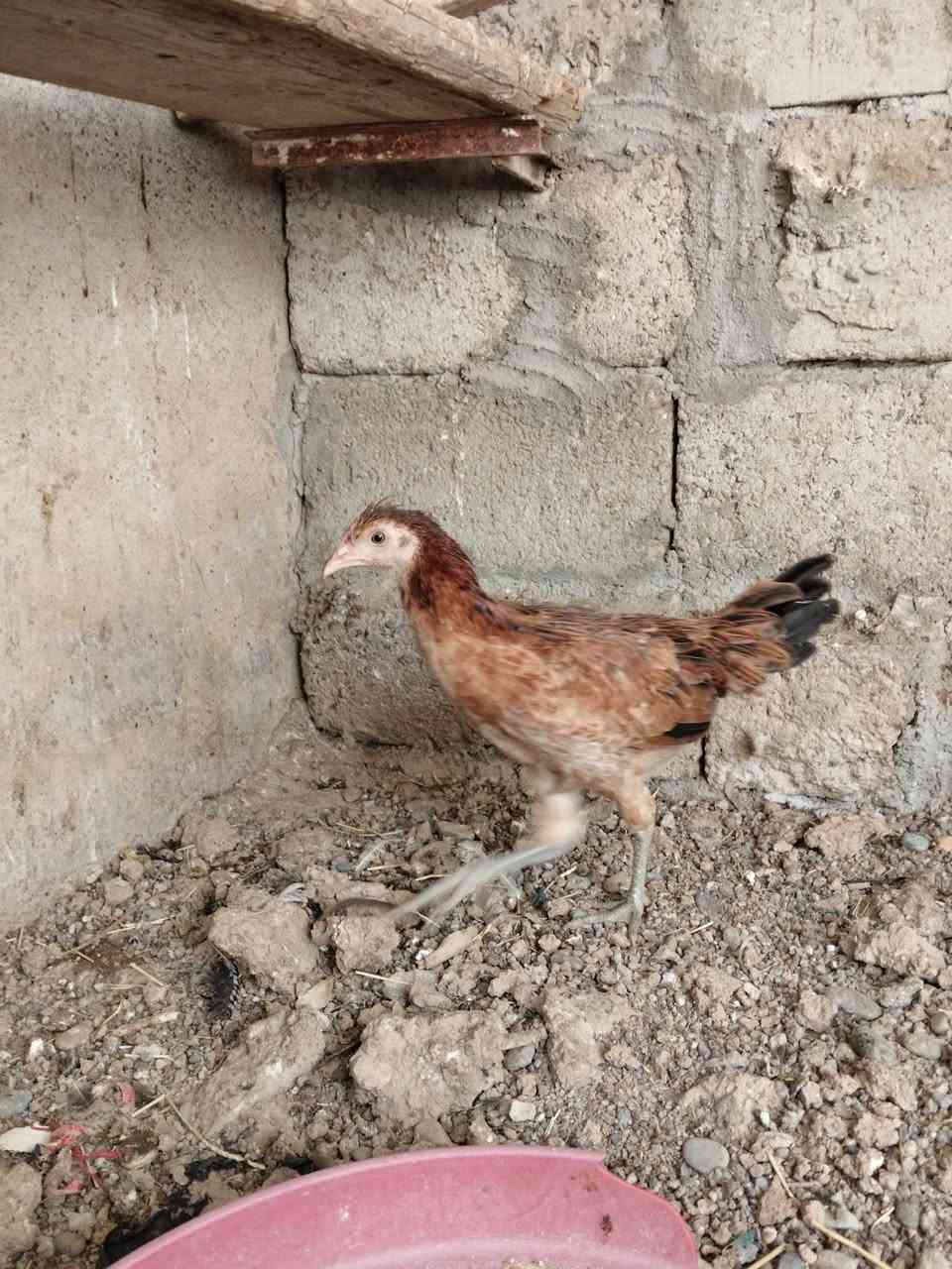 متاح
فروجه عرب اصلي شوكي 
صحه خير من الله 
ملقح كامل ثلاثي ورباعي زيتي 
نشاطه فول نقش حلو
عمرها 4 اشهر 
سعر ب 10 قفل
عنواني موصل ايسر كوكجلي 
خاص مفتوح


**إذا كنت صاحب هذا الإعلان وتريد حذفه لأي سبب، رجاءا أرسل رسالة إلى الدعم الفني**