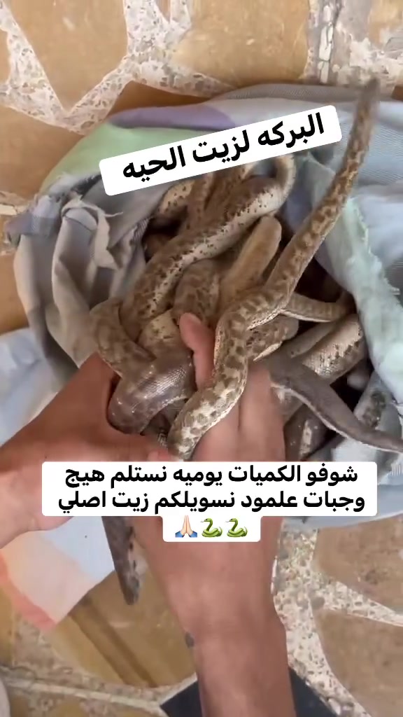 الرزق الحلال يحب الصدّق.. 🤲
هذي وجبة جديدة وصلت اليوم، حبيت أشارككم التفاصيل حتى تشوفون بعينكم شلون نشتغل.🐍🐍
زيت الحية مو بس علبة وتنباع، هذا "علاج" وعناية. إذا شعرج تعبان ومحتاج رجعة قوية، هذا هو الحل اللي جنتي تدورين عليه.
فوائده لا تعد ولا تحصى 😎🐍🐍
راح تجربي وتدعيلي 🙏🏻🩵💎

محبي مجلة السيدة الأولى@


**إذا كنت صاحب هذا الإعلان وتريد حذفه لأي سبب، رجاءا أرسل رسالة إلى الدعم الفني**