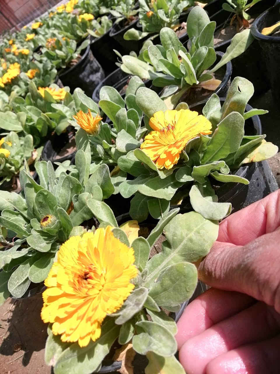 ((مشتل حديثة المركزي))
الموقع #
قرب دائرة البريد بسوق حديثة
دائما مستمرين وياكم
 ٥٠٠ فقط 😍 
تشكيله حلوه من نباتات الخارجية 🌺 
عرووووضنا  وبأسعار بلاششششششش🙂✌️
فقط وبس يمنا)) 😉🌺✌️

لاستفسار زورو صفحتنا أو الاتصال على الرقم
***********
اهلاوسهلا بالجميع ❤️
