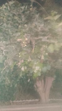 شجر • شجر للبيع • نباتات • اشجار زينة • حدائق • اربع شجر • زراعة