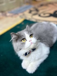 قطة • للبيع • ابو غرق حي الحسين