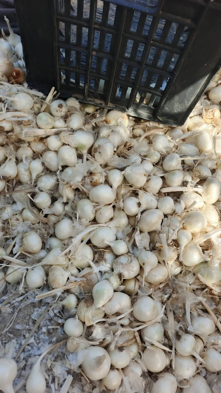 السلام عليكم بصل حار درجه ممتازة معرب شرط  العنوان الكفل ، منطقةالجفيرة، قرب، الامامزيد ابن علي ، عليهالسلام ، للاستفسار، اتصل، ***********,
