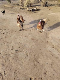 فحله • فسيفس