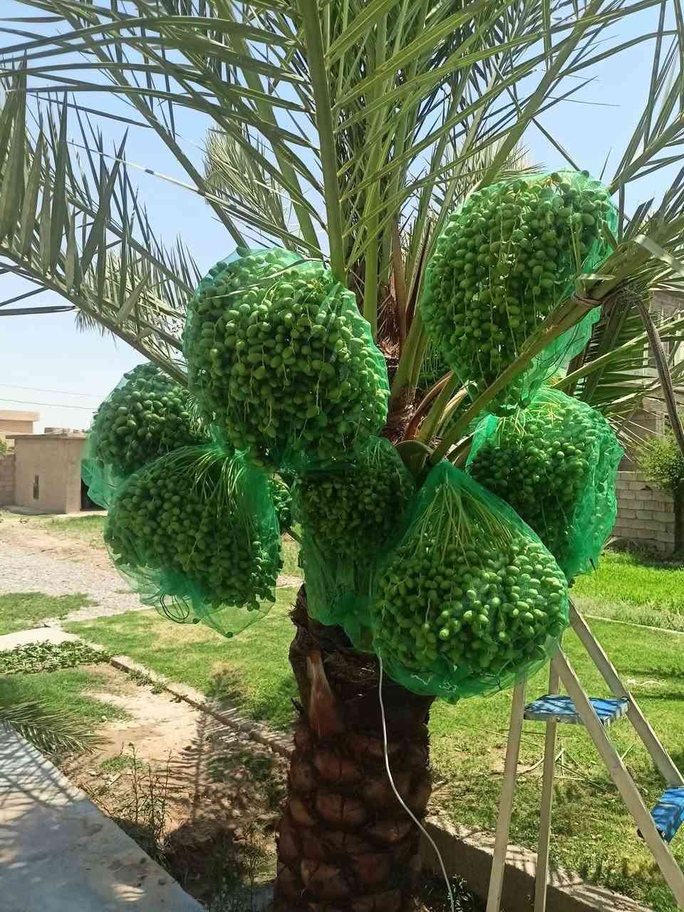 كياس أشجار النخيل وتنضيف السعف ماعليك فقط الاتصال 

(يوجد كياس نخيل) ***********  أحمد بايزيد
