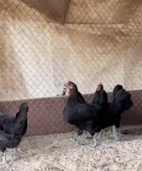 يوجد بيض من هاذا الاحلال للبيع 
مكاني بصره مطيحه شارع الزيتون قرب سيد عدنان الفرع الاول الفرع الثاني ام قصر قرب بايبات الغاز السائل 
***********
