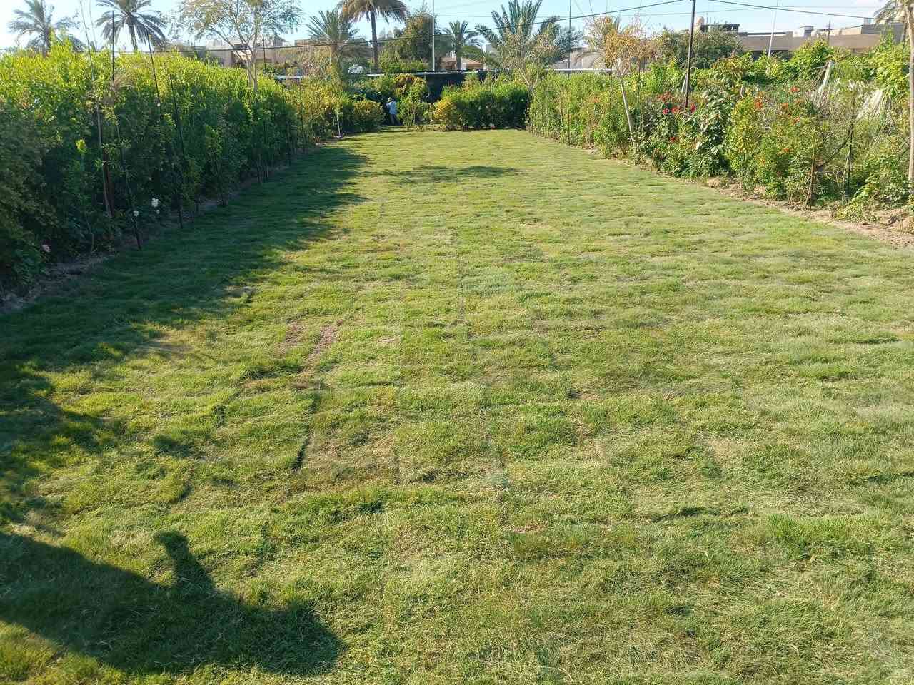 تنضيف حدائق تقليم أشجار شتال ثيل تنضيف أشجار شتال انواع شتلات تواصل معنا يتوفر واتساب ***********

