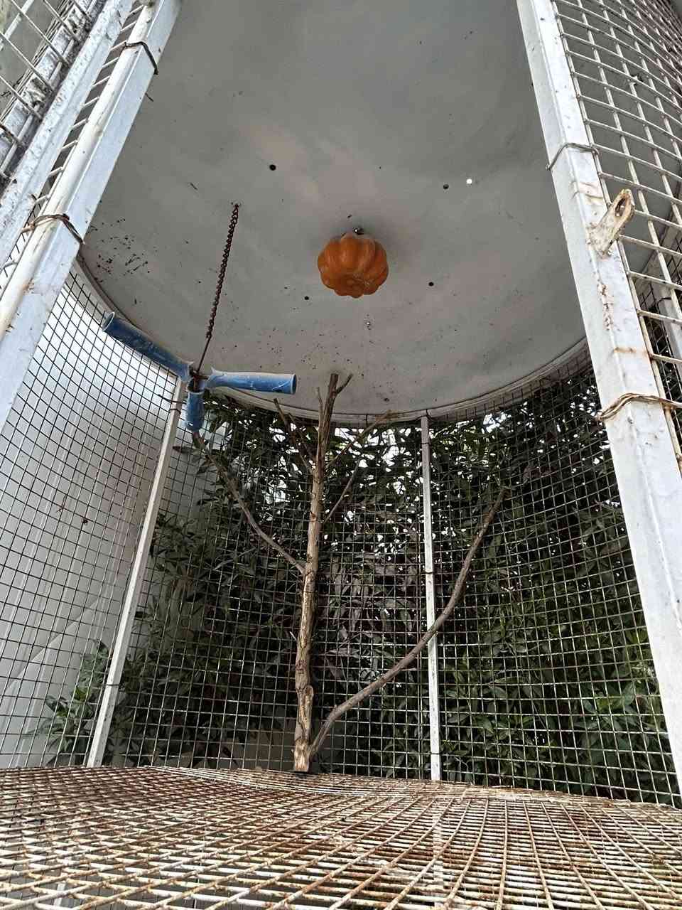 السلام عليكم/ متاح قفص حديد طابقين شغل درجة أولى حديد ثقيل 
ابعادة// متر ونص * متر ونص * متر ونص 
              ارتفاع        عرض.         طول 
                         ((بكل طابق )) 
سهل التحريك يحتوي على ٤ ارجع وتايرات 
يحتاجله صبغ فقط 
والطابق الجوه مابي ارضيه تكدر تكص التايرات وتنزله عل ارض 
الـسـعـر ٢٠٠ ألف   هـ ***********
مكاني بابل قضاء المسيب وتوصيل ماعندي
