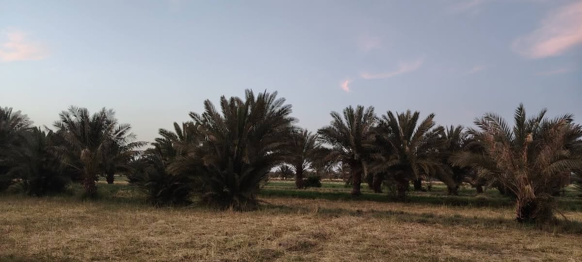 ارض زراعيه 18دونم عقد 35 تحتوي اكثر من 300نخله مختلف الانواع ع طريق الدغاره باقي التفاصيل ع الخاص
***********
