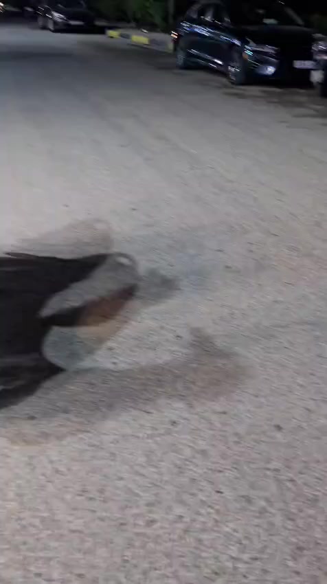 للبيع 🔥🔥

ماكس عدله 🔥🔥

بوشة 49 بلاد 🔥🔥

صالنصة FM 🔥🔥

كلجات  رياضي 🔥🔥

سعر (550) وبيهة مجال الطيبين🔥🔥

العنوان كربلاء الجرية الحسينيه 🔥🔥 

الرقم /. ***********🔥🔥
