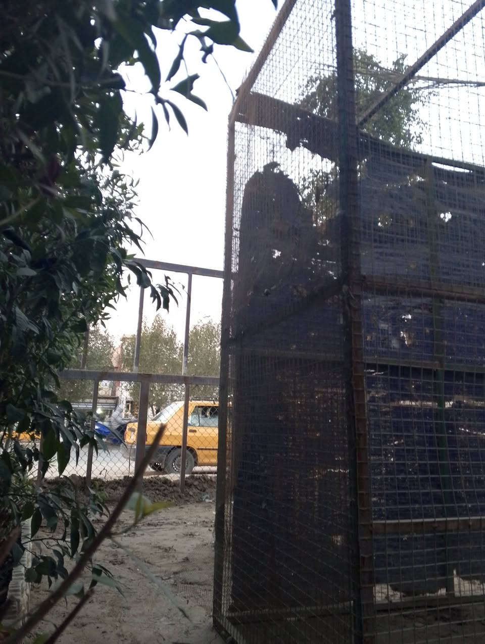 السلام عليكم حبايبي. قفوصه حديد للبيع مكان بغداد السيديه قرب تقاطع درويش السعر 100 وبي مجال راقم ***********بي واستاب
