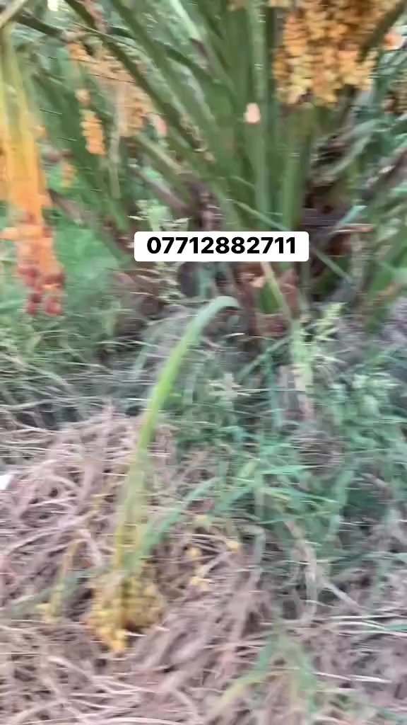 السلام عليكم اخوان نعرضلكم فسال برحي نسيجي للبيع الراغب بلشراء العنوان واسط قضاء الصويرة للاستفسار ***********
