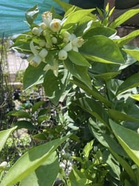 برتقال عراقي • مطعم تزهير • مشتل المهندس