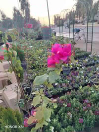 مشتل قصر الصنوبر • تجهيز حدائق وبساتين • حمضيات وورد