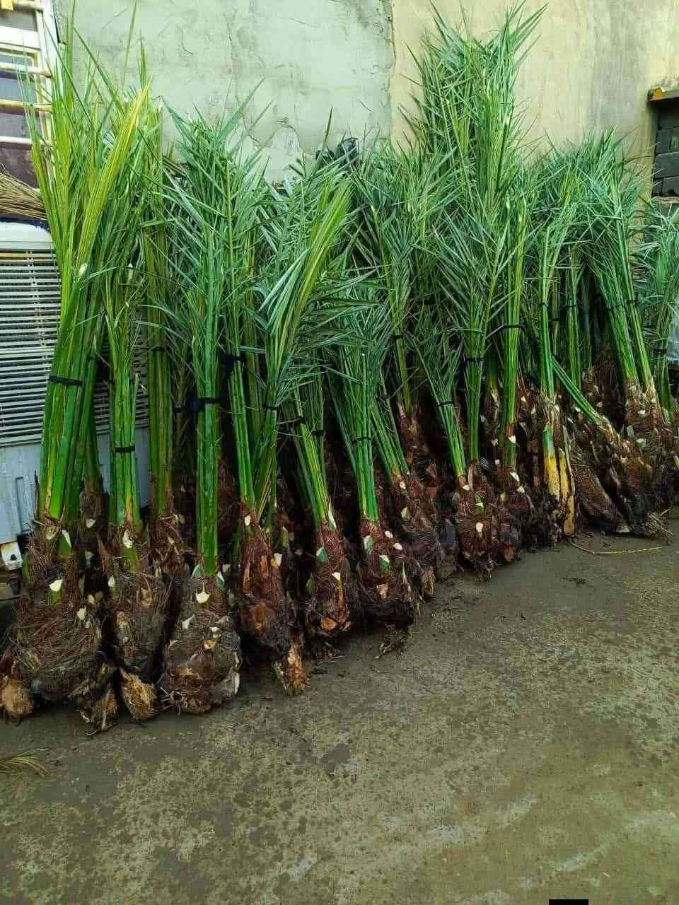 يوجد نخل الوان خابر ودلل (***********)
