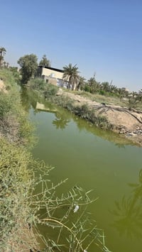 بصرة أبو الخصيب باب العريض • ٢٠٠م • طابو صرف زراعي