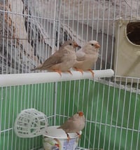 طيرة • هاف فاون اورنج • حلقة ٢٥