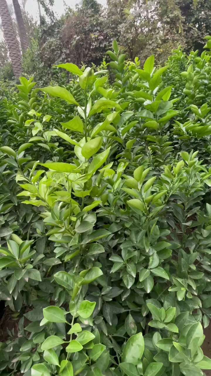 السلام عليكم يتوفر حامض + برتقال + لالنكي + سندي + رارنج كيس ارتفاع متر ونص لحد مترتين + برتقال + لالنكي + رارنج + سندي سندان ارتفاع مترتين لحد ٣ متر اسعار جمله فقط مكاني بغداد الكريعات رقم الهاتف ***********
