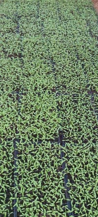 مزرعة • ٥٠ دونم • شارع الميدان