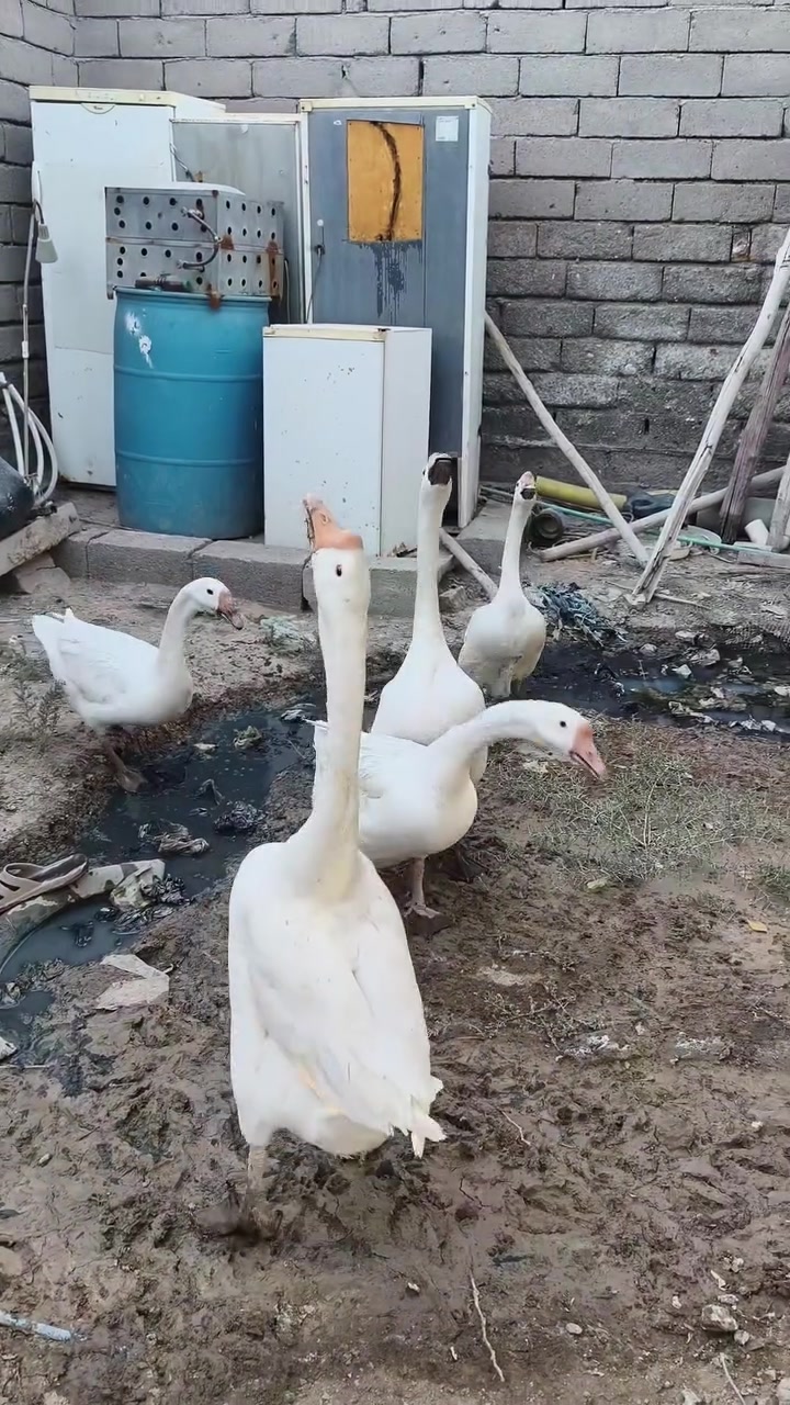 للبيع مستعجل. 3نثايه و2 ذكوره. مكاني كرنه بني منصور 
سعر    .....150


**إذا كنت صاحب هذا الإعلان وتريد حذفه لأي سبب، رجاءا أرسل رسالة إلى الدعم الفني**