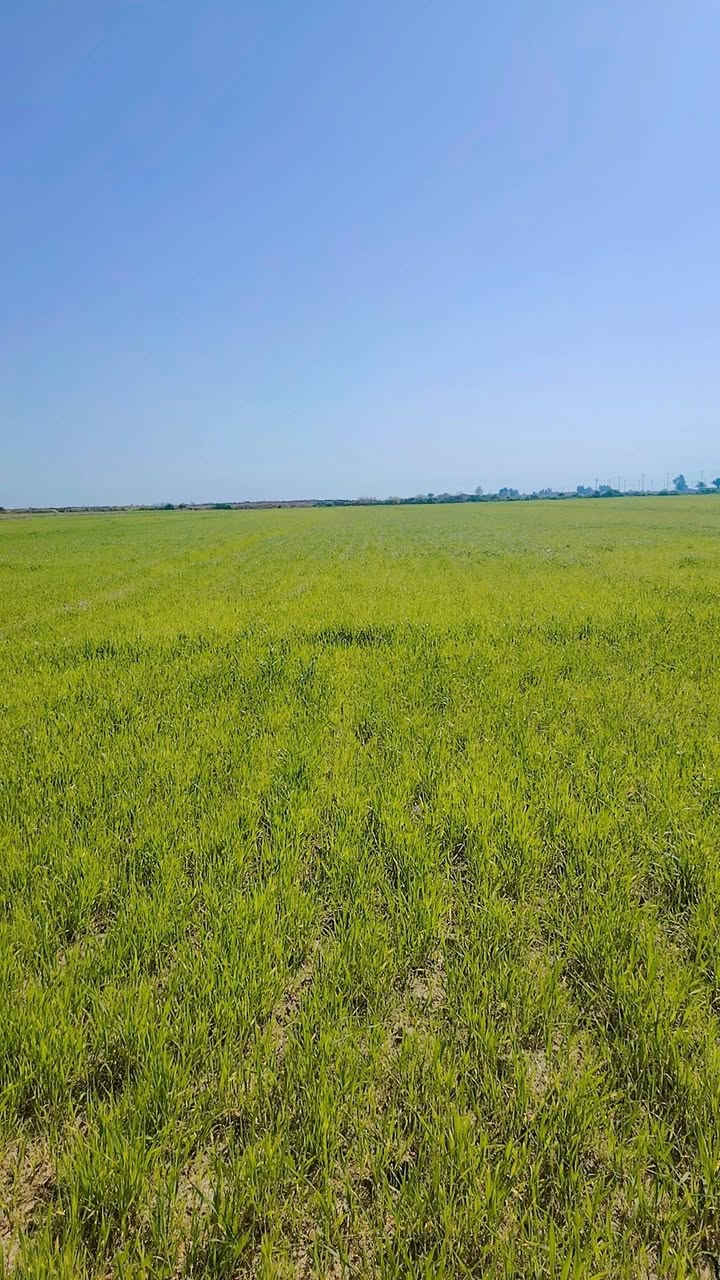 السلام عليكم كاع  60   دونم شروه للبيع مكان شارع أبو الماش ***********
