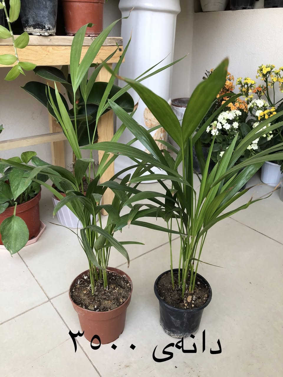 بۆ فرۆشتن گەیاندنمان هەیە


**إذا كنت صاحب هذا الإعلان وتريد حذفه لأي سبب، رجاءا أرسل رسالة إلى الدعم الفني**