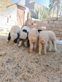 طليان فحله ٣ وفطايم نثايات2 شلع (٩٥٠) قفل توصيل مجاني ٠٧٨٤٧٧٥٨٨١٦ واتس...