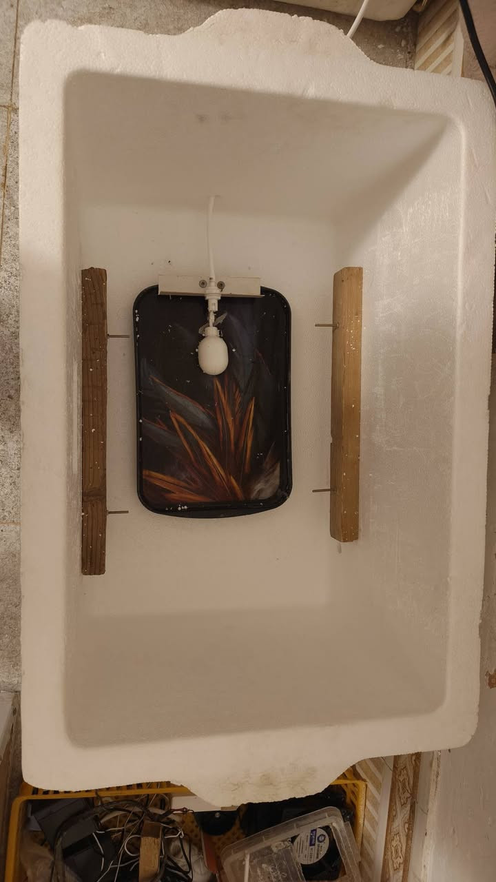 لآهلنا في الإصلاح.. النجاح بالإنتاج صار أسهل! 🐣
​السلام عليكم جميعاً..
أخوكم مؤمل، مربي ومنتج طيور. من خلال خبرتي وصناعتي للمفاقس، صممت لكم فقاسة هدفها الأول هو (البساطة والنتيجة المضمونة).
​ليش هاي الفقاسة تختلف؟
​سعة مثالية: تشيل 60 بيضة، وبنظام تقليب يدوي بسيط يضمن لك مراقبة البيض بنفسك.
​بساطة وسهولة: ما تحتاج أي تعقيد، مصممة لأي شخص يريد يطلع إنتاج بدون دوخة الشاشات المعقدة.
​دقة الحرارة: ركزنا على ضبط الحرارة اللي تناسب جونا العراقي لضمان أعلى نسبة تفقيس.
​شغل إيد: الفقاسة مصنوعة بمتانة وعناية، ومجربة شخصياً 
​⚠️ أهم ميزاتنا:
​نظام الحجز: لضمان الجودة، الفقاسة يتم تصنيعها وتجهيزها خصيصاً لك بعد الحجز مباشرة.
​وياك للآخر: ما نبيعك الجهاز ونعوفك، نبقى وياك على تواصل مباشر خطوة بخطوة من أول يوم لحد يوم التفقيس.
​💰 السعر النهائي: 100,000 دينار فقط
​للي يحب يطور مشروعه المنزلي أو يبدأ بإنتاج طيوره ودجاجه بطريقة سهلة ومضمونة، يتفضل يراسلني أو يتصل بي.
​📞 للتواصل والحجز: ***********
📍 الموقع: قضاء الإصلاح - المركز - الشارع ال اعمر
