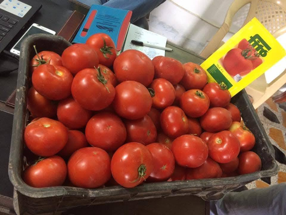 📣 متوفر الان 📣

🍅 طماطة صنف Tala F1🍅

🍅 انتاج وفير 
🍅 لمعان عالي
🍅 حجم الثمرة ممتاز 

من شركة Hortícolas Semillas Fitó España

🏢شركة الريف الخضراء للتجارة العامة و للمنتجات الزراعية
(يتوفر كافة المستلزمات الزراعية اللازمة - مبيدات - اسمدة - بذور - معدات زراعية - مكائن - أنظمة سقي وتنقيط كاملة )

🌐موقع الشركة:
بغداد / اليوسفية / السريع الدولي 

📞 للتواصل عبر الارقام التاليه  :  
***********-***********
