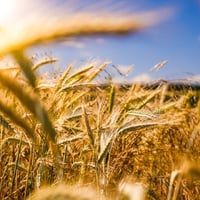 الگارضية • ٤ دونم • طابو سند 25