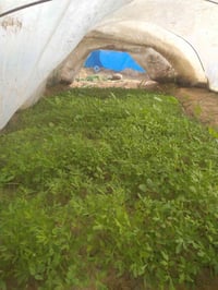 شتل.طماطة.للبيع.للاستفسار.ذ07718729122