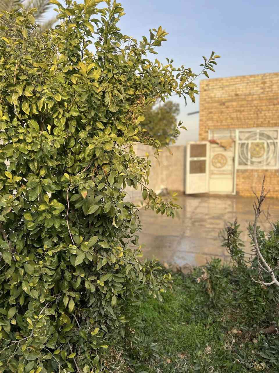 مزرعة للبيع
📍 الموقع: الديوانية – الشافعية، نزلت معمل 
📐 المساحة: خمس دونم
🏠 البيت: بناء حديث بمساحة 300 متر
🌴 المزرعة: مزروعة بالكامل بالنخيل
⚡ الخدمات: تبليط، كهرباء، ماء متوفرة بالكامل
📞 للاستفسار  ***********
