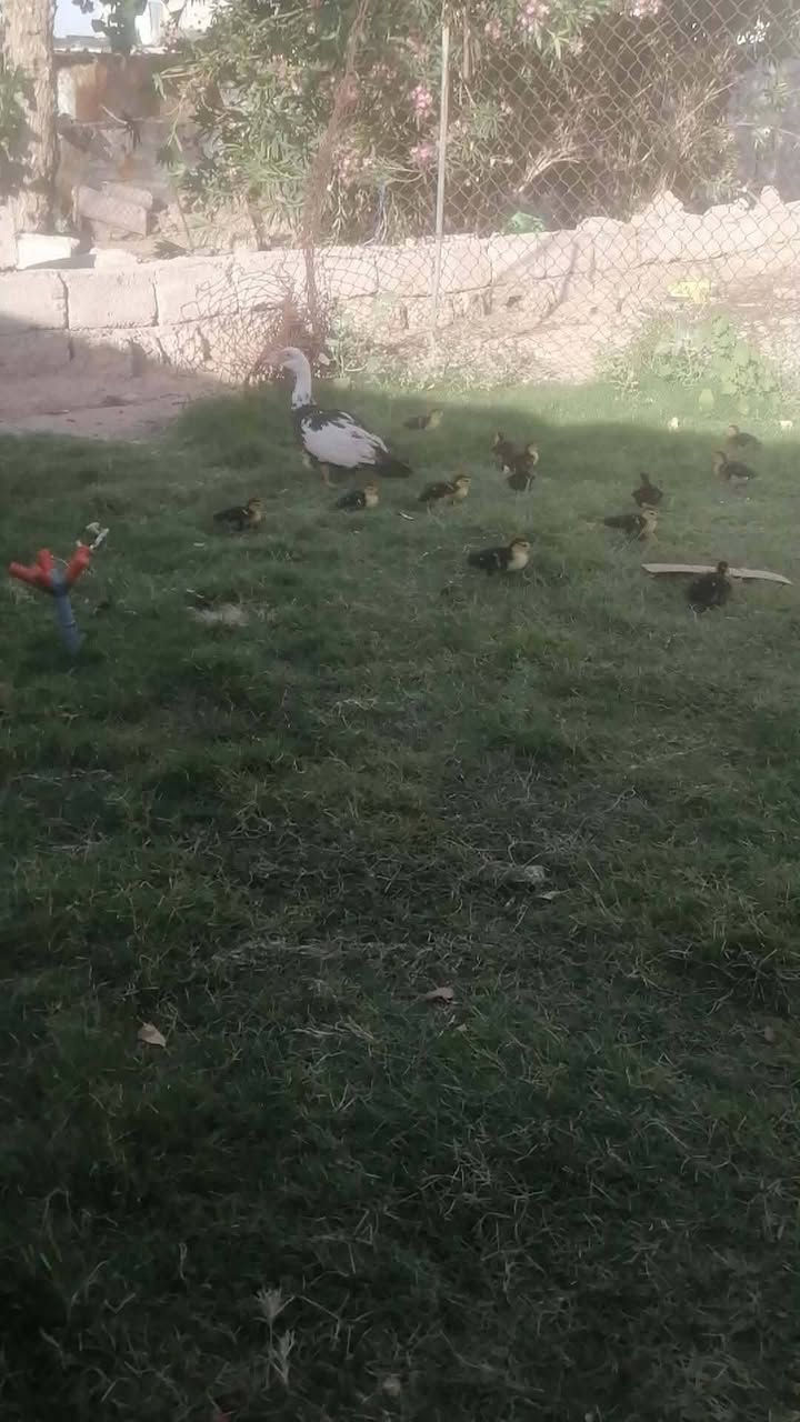 السلام عليكم
بصراويه ورها ٣ صواصي عمرهن شهر
سعر ٧٠
وبطه مصريه ورها ١٦صوصي عمرهن سبوع
سعره ٨٠
مكاني جنوب موصل
ناحية حمام العليل


**إذا كنت صاحب هذا الإعلان وتريد حذفه لأي سبب، رجاءا أرسل رسالة إلى الدعم الفني**
