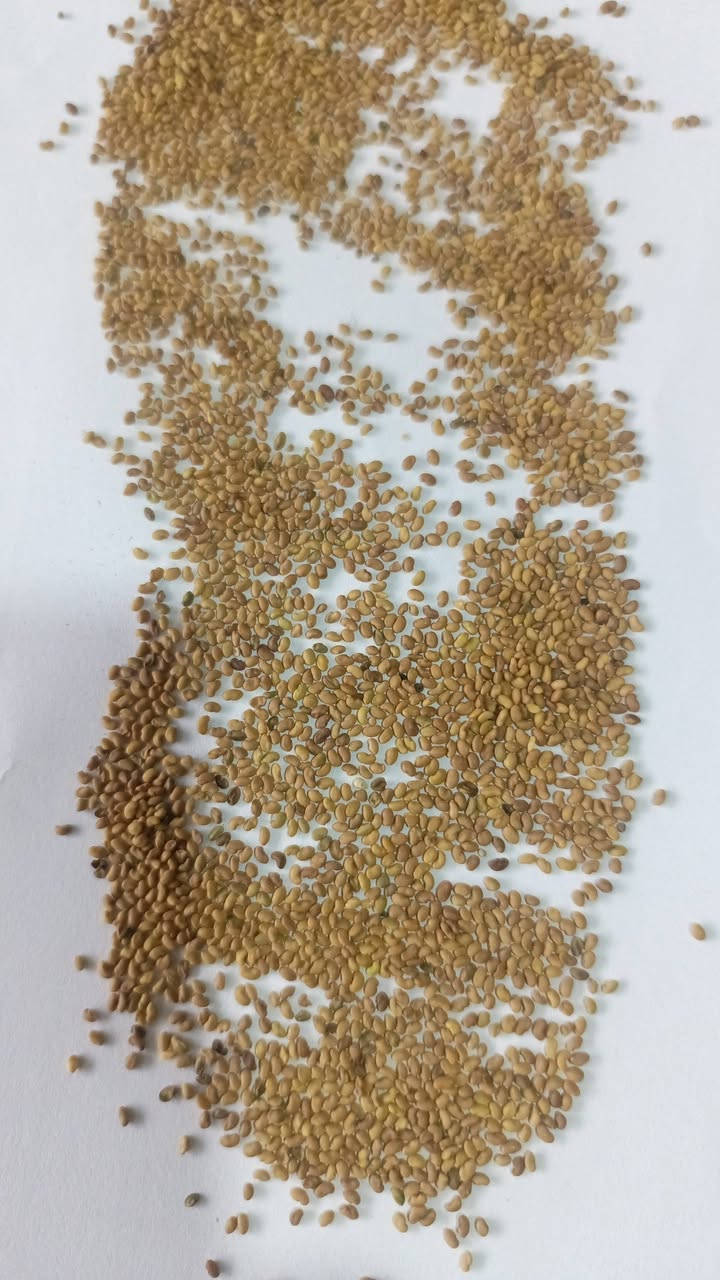 🌿 متوفر بذور الجت المصري – إنتاج مميز وجودة عالية 🌿
من إنتاج شركة الفراعنة للبذور

اشتركو في كروبنا اسمه تجهيزات ( ازرع) متخصص في عرض اجود انواع البذور والاسمدة والمبيدات المحلية والمستوردة
🔹 أهم مميزات الجت المصري:
✅ نمو سريع وكثافة خضرية عالية.
✅ يتحمل القص المتكرر ويعاود النمو بسرعة.
✅ غني بالبروتين والمعادن الضرورية لتغذية الحيوانات.
✅ مناسب للحش والرعي وإنتاج الدريس.
✅ يساعد على تحسين خصوبة التربة لأنه من المحاصيل البقولية المثبتة للنيتروجين.
🌱 كمية الإنتاج:
في الظروف الجيدة يمكن أن يعطي الدونم الواحد من 4 إلى 6 طن علف أخضر في الحشة الواحدة، وقد يصل مجموع الإنتاج خلال الموسم إلى 20 – 30 طن للدونم حسب العناية والتسميد والري.
📅 أول حشة:
تكون عادة بعد 45 – 60 يوماً من الزراعة، ثم يمكن الحش كل 20 – 30 يوماً تقريباً حسب النمو.
🌾 نصيحة زراعية:
ينجح الجت المصري في الترب الخصبة جيدة الصرف مع الري المنتظم والتسميد الجيد للحصول على أعلى إنتاج.
📢 اختيار مثالي للمزارعين ومربي المواشي الباحثين عن علف اقتصادي عالي الإنتاج.

يوجد منه اكياس وزن ٢٥  و  ٥٠  كيلو
سعر الكيلو ( ١٣٧٥٠ ) 
يوجد حجز وتوصيل لجميع المحافظات
هاتف / ***********
