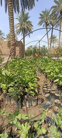 متوفر شتلات تين سعودي +اخضر بسعر ٣٠٠٠ ثلاثة الاف سعر شتلة واحدة ‭٠٧٨١ ...