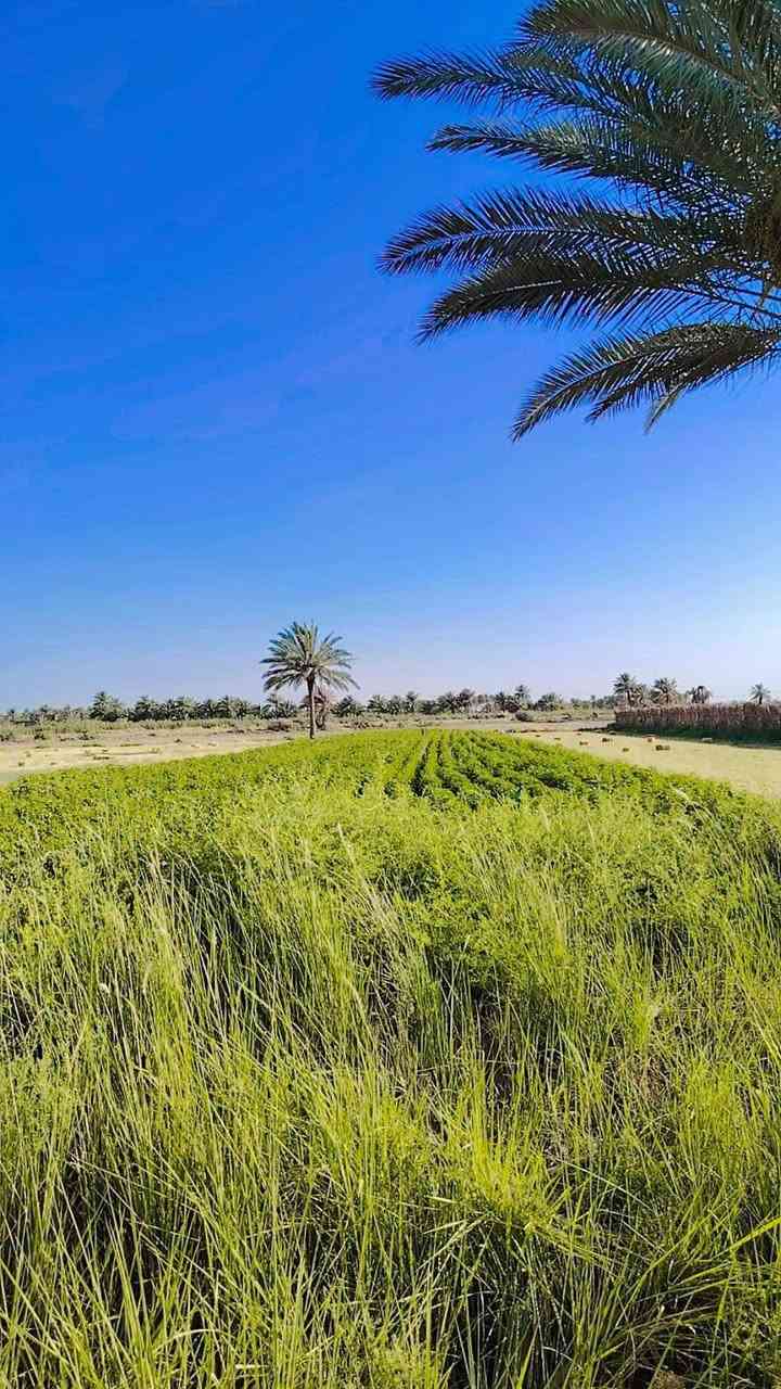 سلام عليكم تتوفر كاع 4دونم للبيع المكان حله قرب جامعه بابل ماي قريب عليها السعر 55 الكاع كلش حلوه تبعد عن شارع 500,متر


**إذا كنت صاحب هذا الإعلان وتريد حذفه لأي سبب، رجاءا أرسل رسالة إلى الدعم الفني**