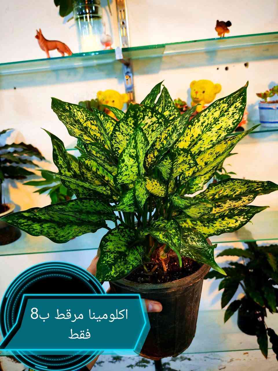 النباتات المتوفره حاليا فقط ❤
العنوان هيت حي الجمعية شارع حامي حميد


**إذا كنت صاحب هذا الإعلان وتريد حذفه لأي سبب، رجاءا أرسل رسالة إلى الدعم الفني**