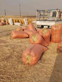 تبن للبيع شلفان ارتفاع 120وعرض 80ودكاك فول تبن شرط نضيف مال السنة  تبن...