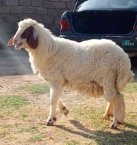 دجه ليلانيه • خشنه • نادرة