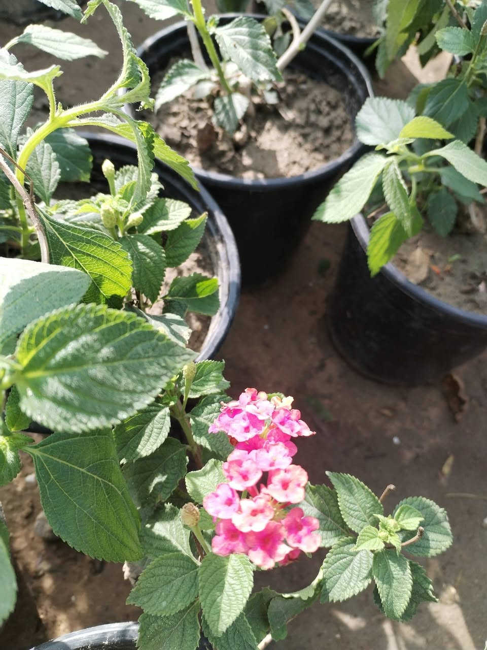 يالله يارزاق المشتل الصغير متوفر خدمه توصيل للحجز والاستفسار ***********
