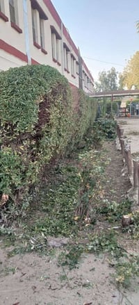 حارث الفلاح –🪄 🌿 خدمات الحدائق في بغداد 🌿  نقدّم جميع خدمات الحدائق  ل...